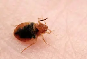 bed bugs in the bathroom