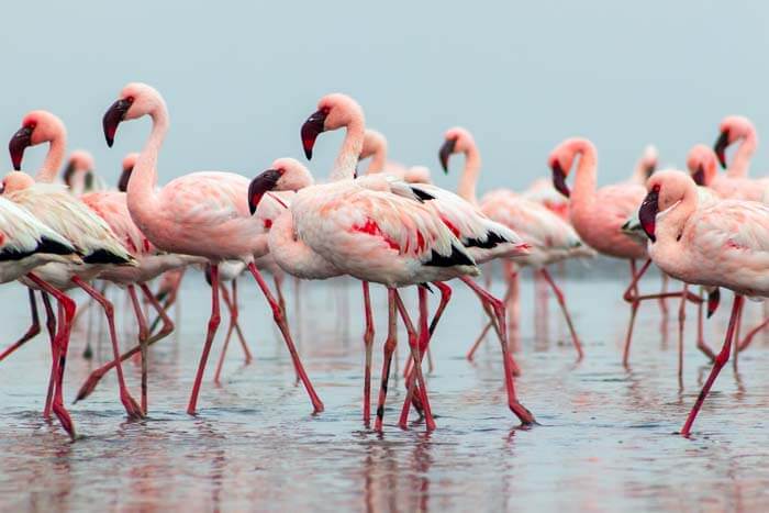 13 Tips to Create the Best Flamingo Themed Bathroom